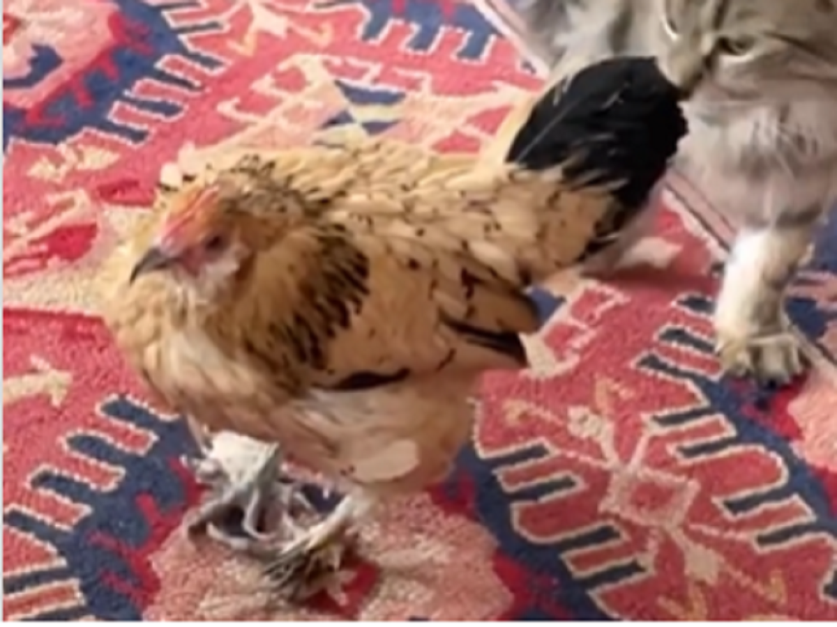 Meet world's oldest living chicken, Peanut - The Economic Times