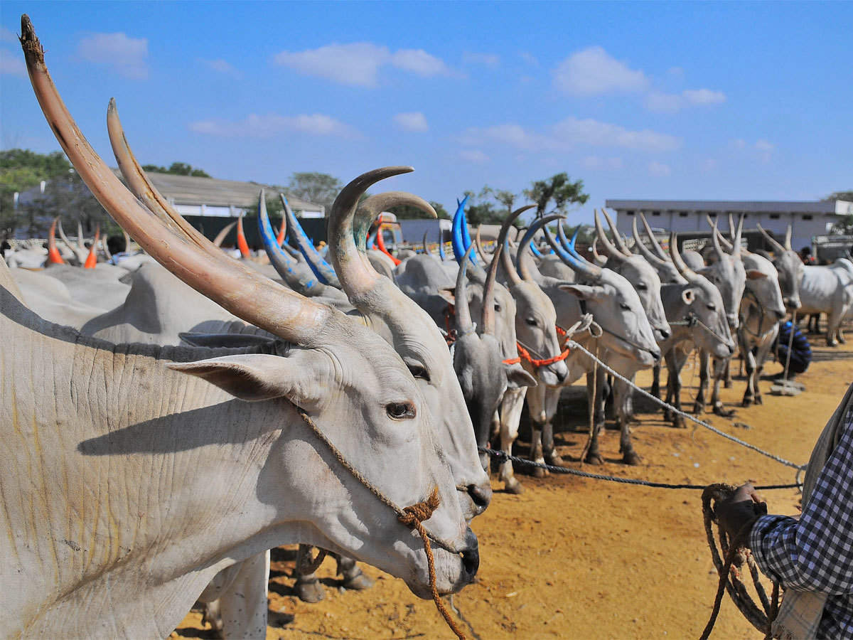 Great Indian cattle count: An inside story - The Economic Times