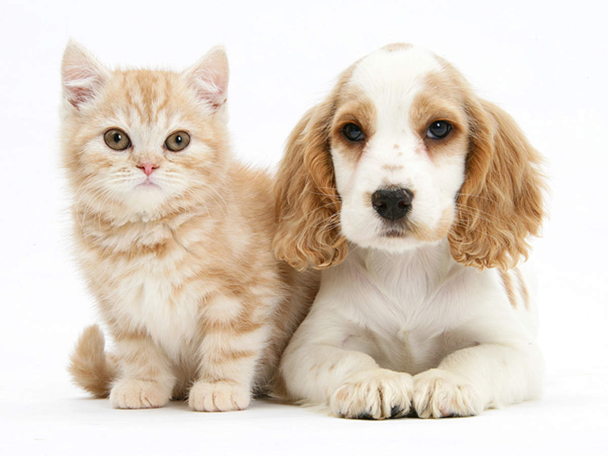 Why cats are more independent than dogs - The Economic Times