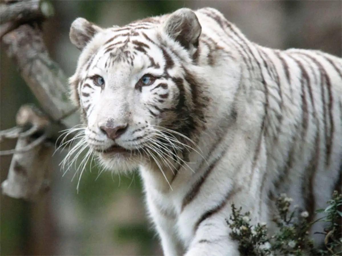 World First White Tiger
