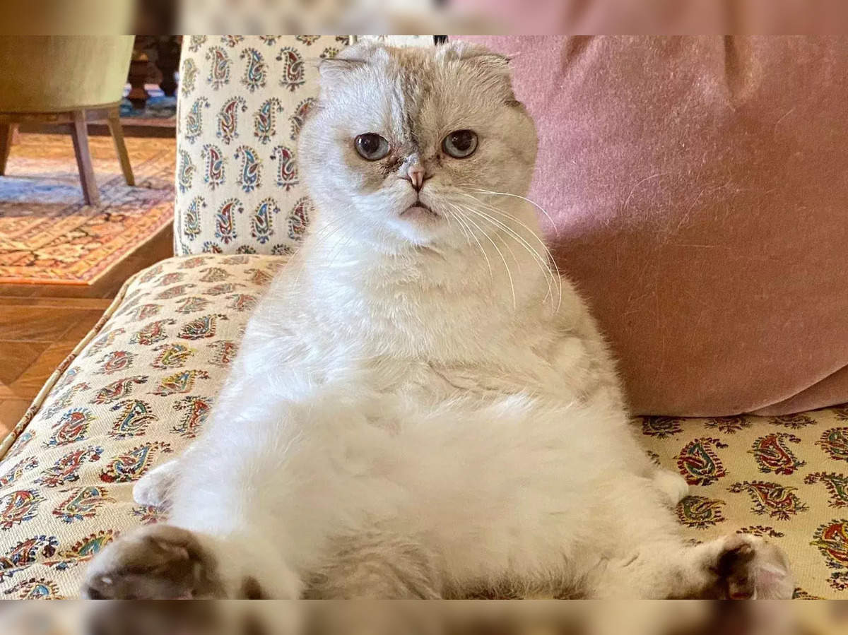 1200px x 899px - Taylor Swift Cat: Taylor Swift's cat becomes world's 3rd wealthiest pet  with net worth of $97 million; Know who's richer than Olivia Benson - The  Economic Times