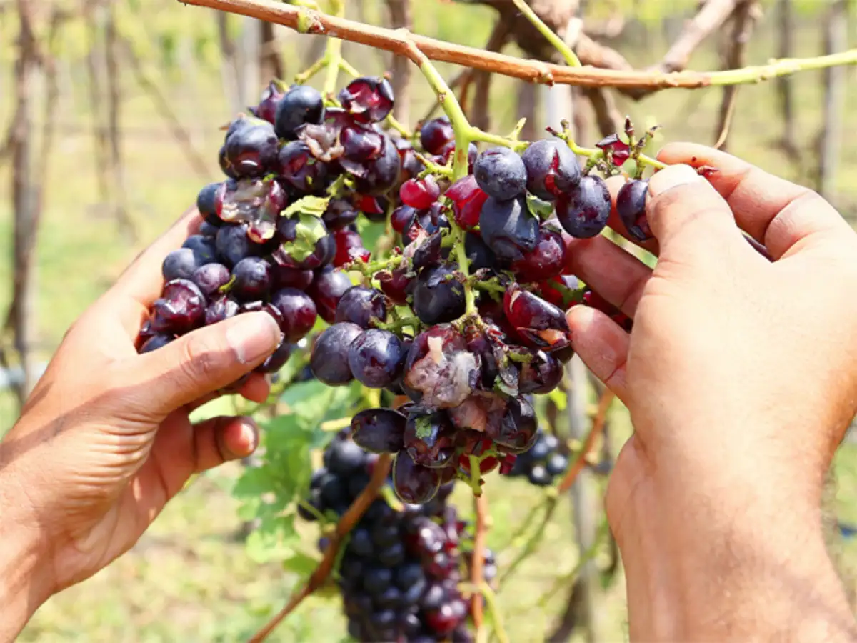Wineries Like Sula Vineyards Buying Maharashtra S Damaged Grapes The Economic Times Even if you're not someone who enjoys wine, fret not, as there will be an extensive variety of spirits from. wineries like sula vineyards buying
