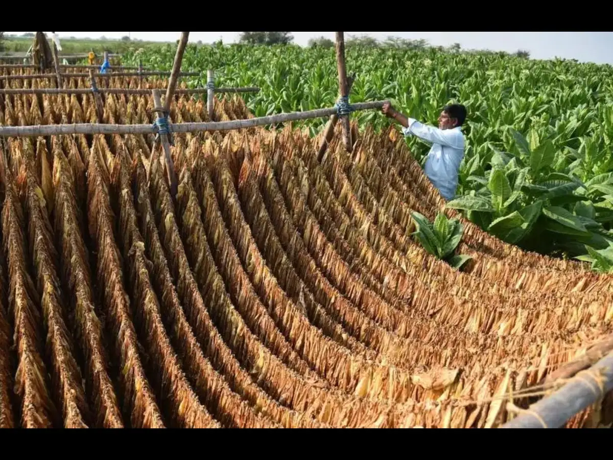what is fcv tobacco Virginia Leaves Flue Cured Virginia: Centre approves