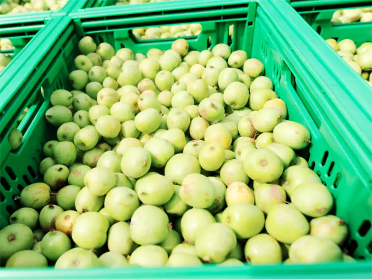Exotic Products Such As Kiwi Hazelnuts Asparagus Make Their Way Into India Plates The Economic Times United states permits the travelers to bring food into the country but some items are prohibited. exotic products such as kiwi hazelnuts