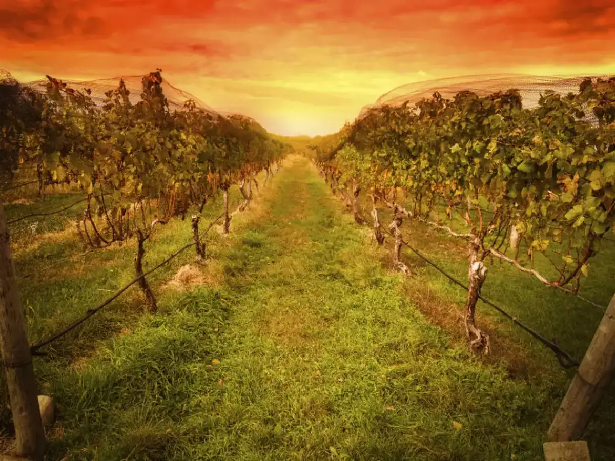 Sula Vineyards To Cash On Singapore S New Love For Home Wining And Dining Amid Covid 19 Outbreak The Economic Times Dindori, formerly known as ramgarh, is a district head office and a nagar panchayat in dindori district in the state of madhya pradesh, india. sula vineyards to cash on singapore s