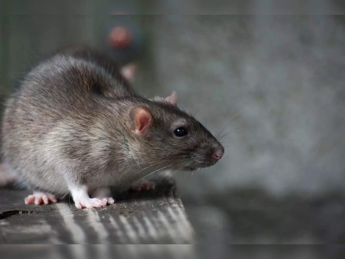 Northern Railways' Lucknow division spends Rs 69 lakh to catch 168 rats! -  The Economic Times