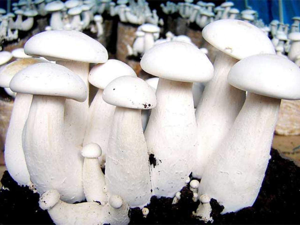 Fake Mushrooms 
