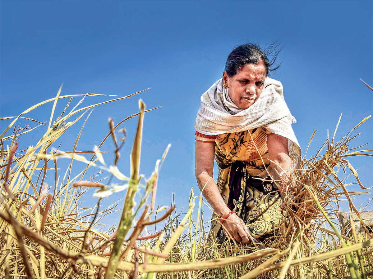 Crop year. Farmers support. Make out Farmers.