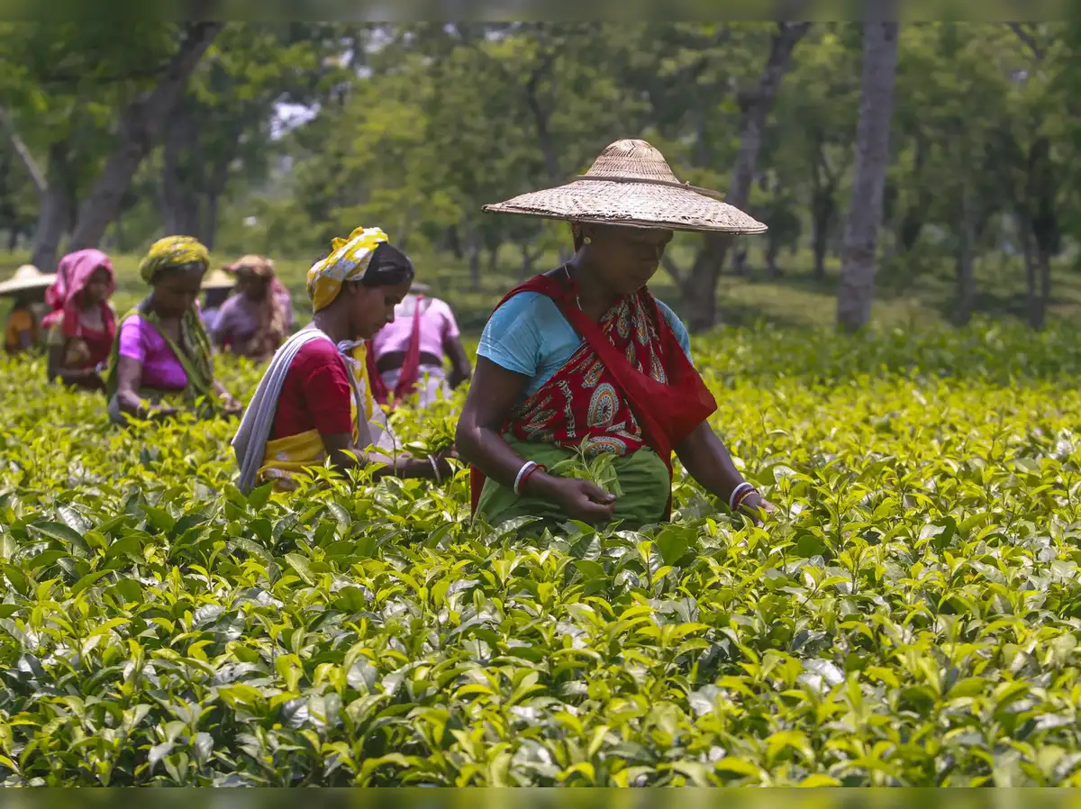 Herbal Tea Production In India