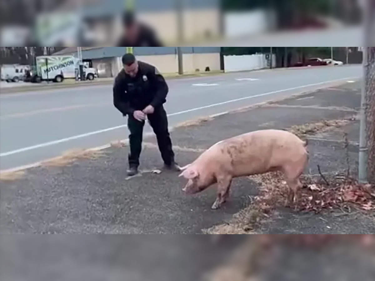 einswine: Escaped pig Albert Einswine leads New Jersey police on wild  chase. Know about it, watch funny video - The Economic Times