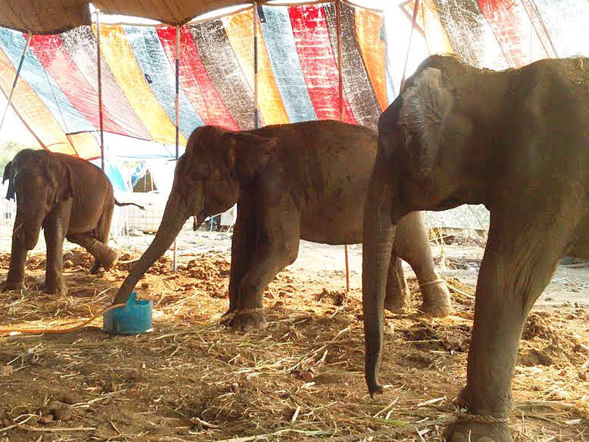 Circus India: Use of all animals in circuses may be banned in India
