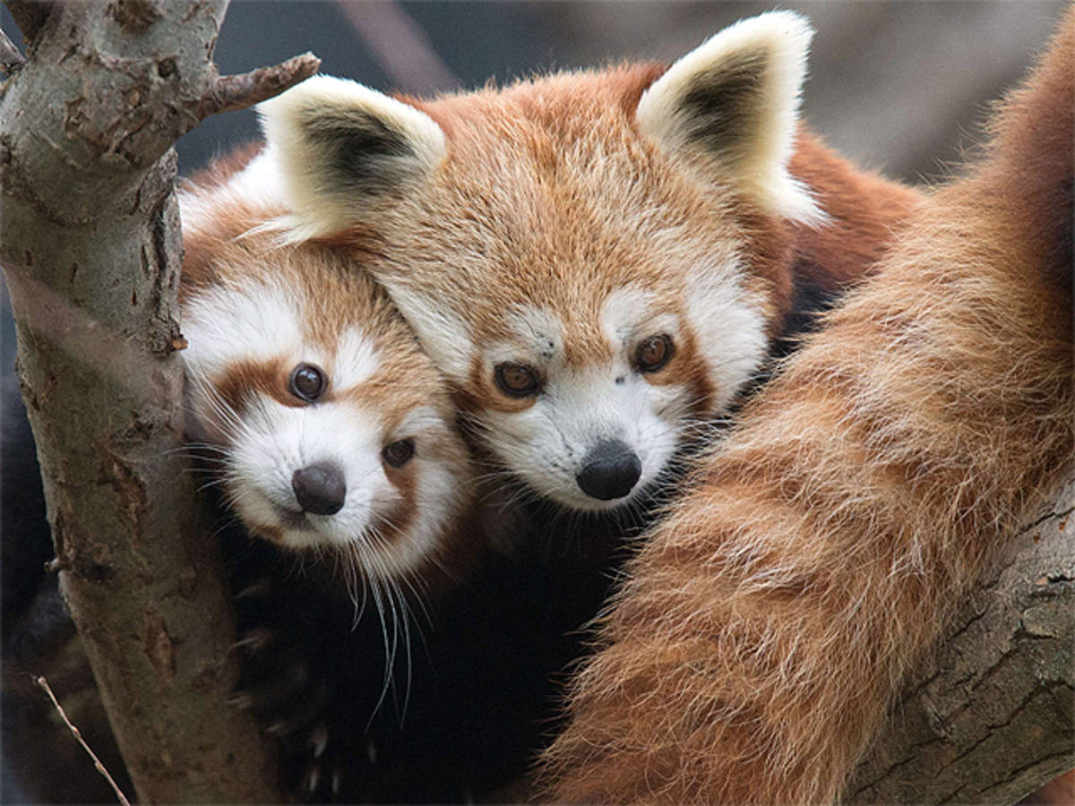 Meghalaya: Visit Asia's cleanest village & meet the flurry red panda - The  Economic Times