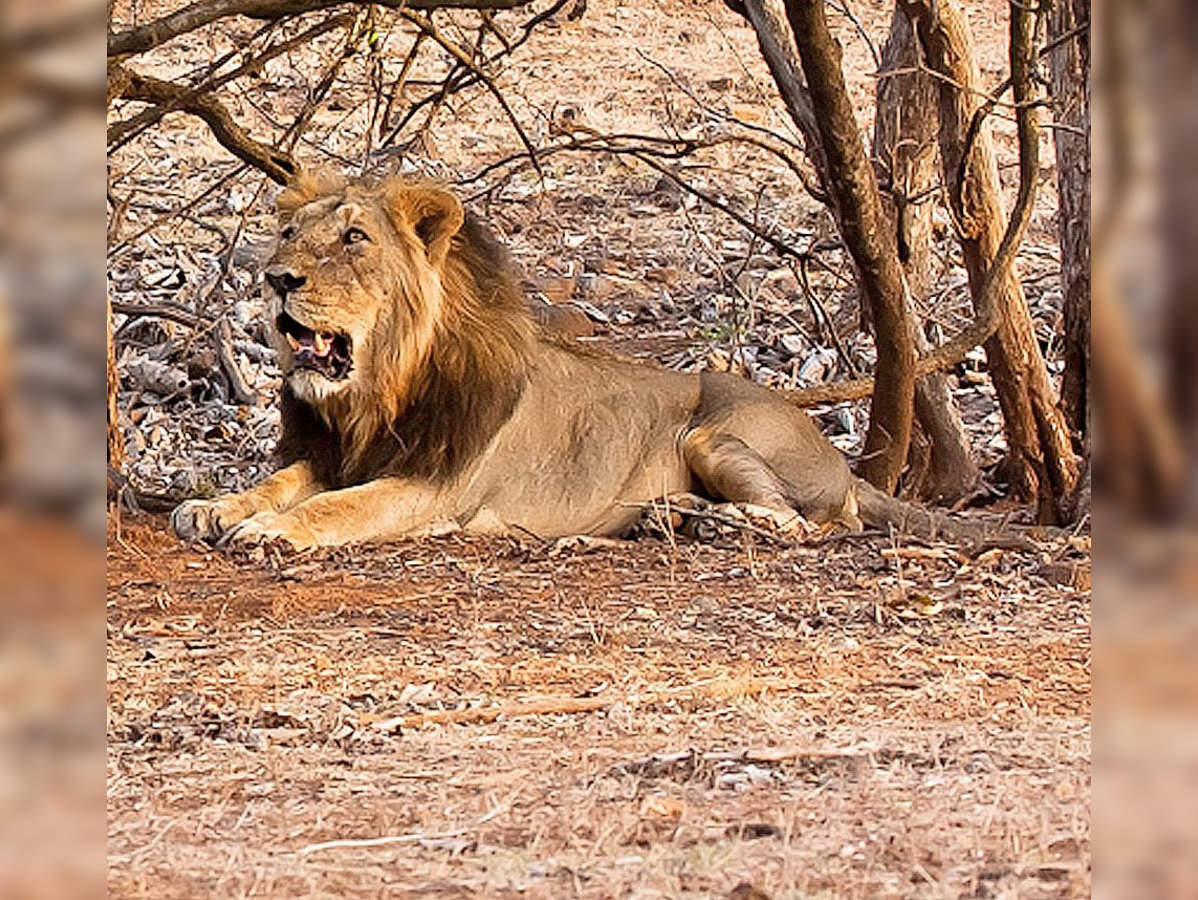 Patna zoo lion Sheru to roar at Van Vihar | Bhopal News - Times of India