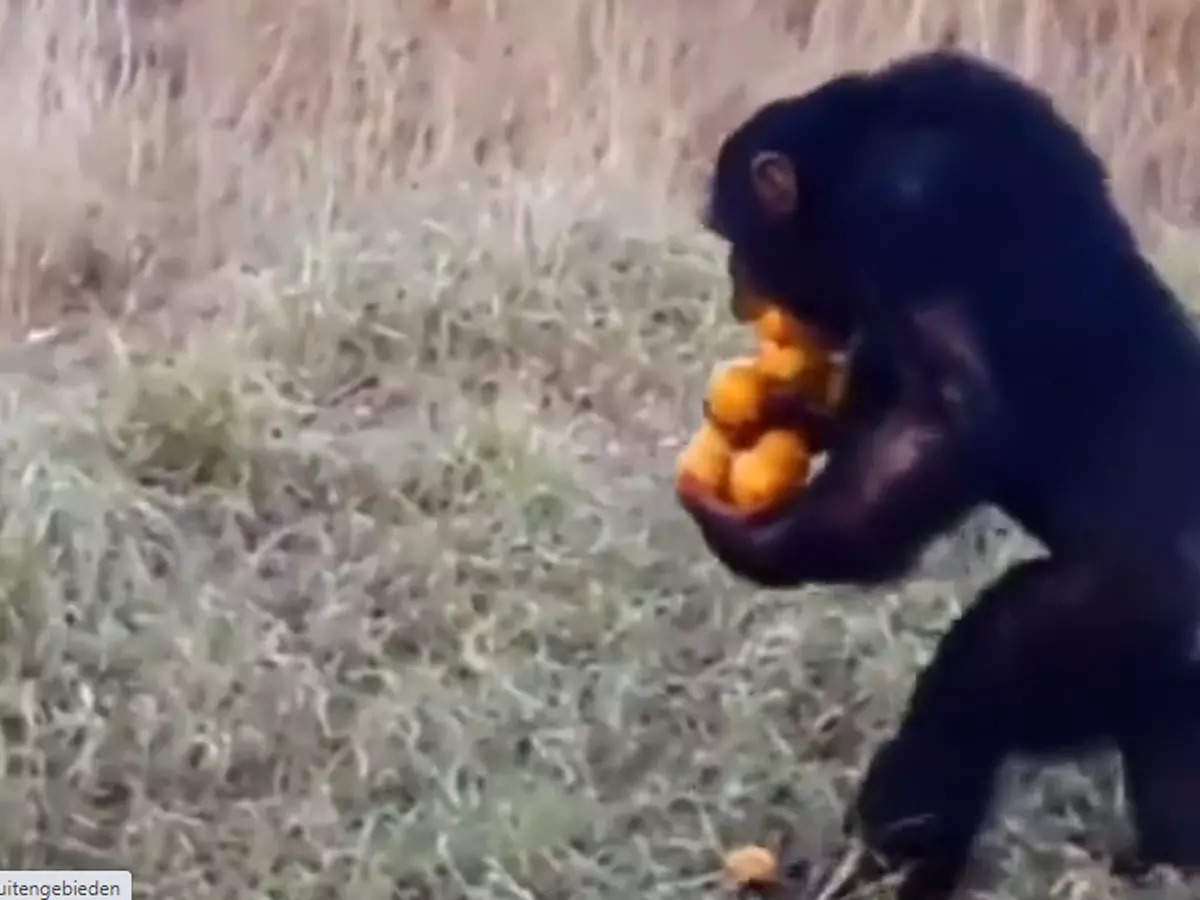 chimpanzee fruit video: Chimpanzee carrying fruits: Another cute animal  video wins the internet - The Economic Times