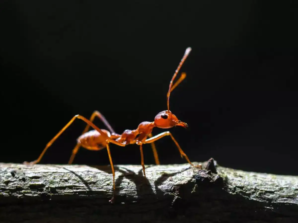 Fire Ant invasion sends 23 to hospital in Australia. Why their bite is so  dangerous? - The Economic Times