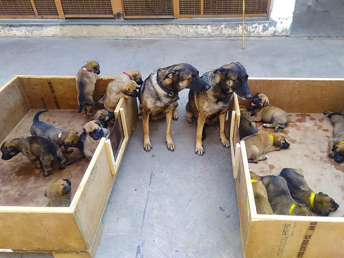 ITBP: Indo-Tibetan Border Police gets 17 'Osama Hunter' pups in canine  squad - The Economic Times