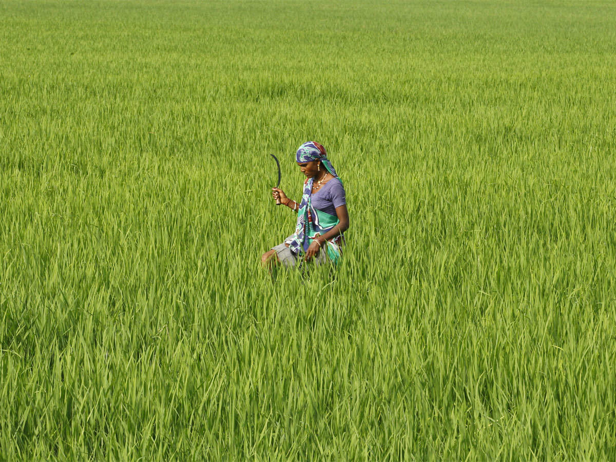 Image of Farmer tending to a field of crops