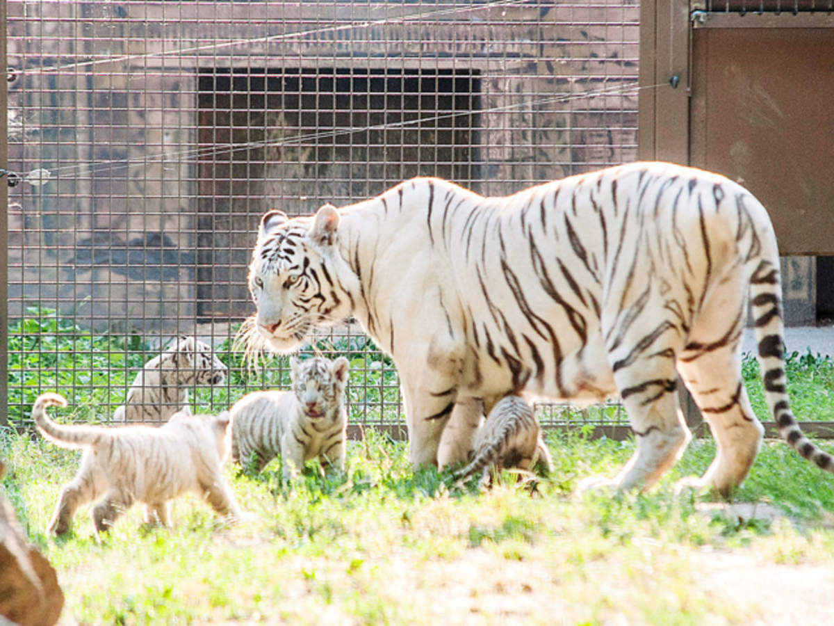There has been an absence of tigers in Bangladesh's Chattogram zoo of late,  with Chandra and Purnima having passed away in 2006 and 2012 respectively.  - Global Times