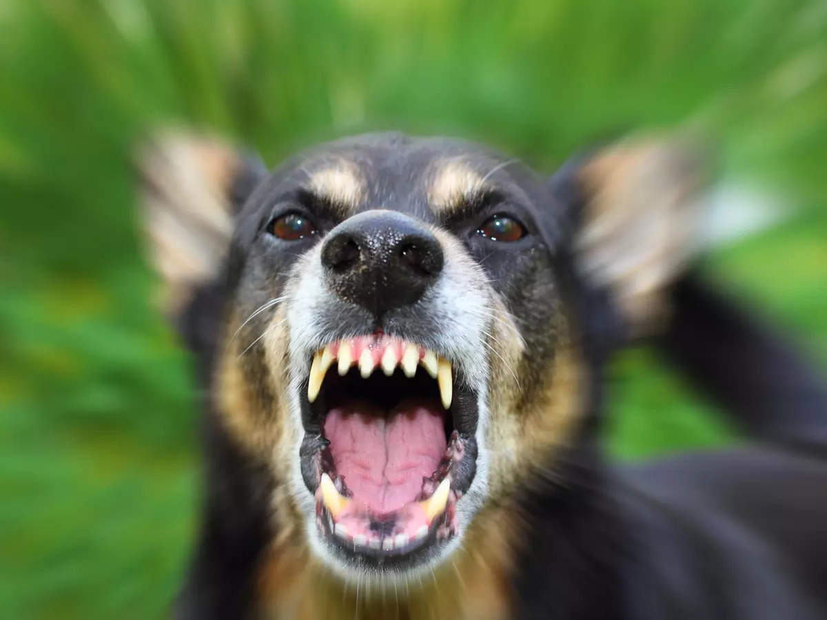 stray dog attacks: If stray dogs attack people, those who feed them could  be held liable: SC - The Economic Times