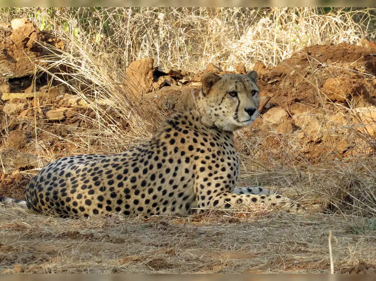 mp-female-cheetah-that-went-