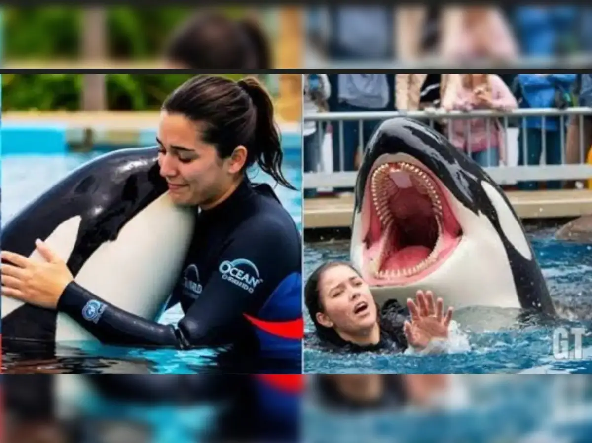 marine trainer Jessica Radcliffe: Jessica Radcliffe Orca Attack Video: Is  it a new kind of spamming? Here's why - The Economic Times