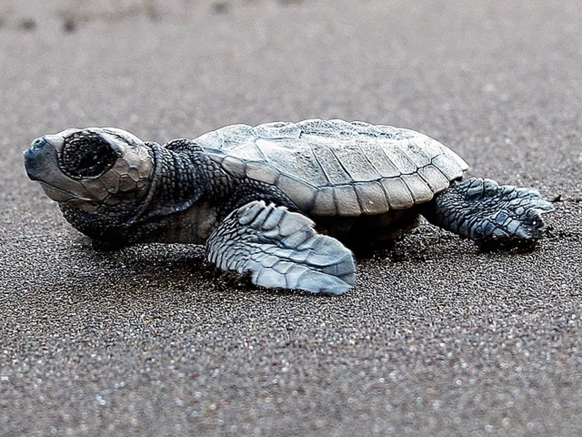 Sea Turtle