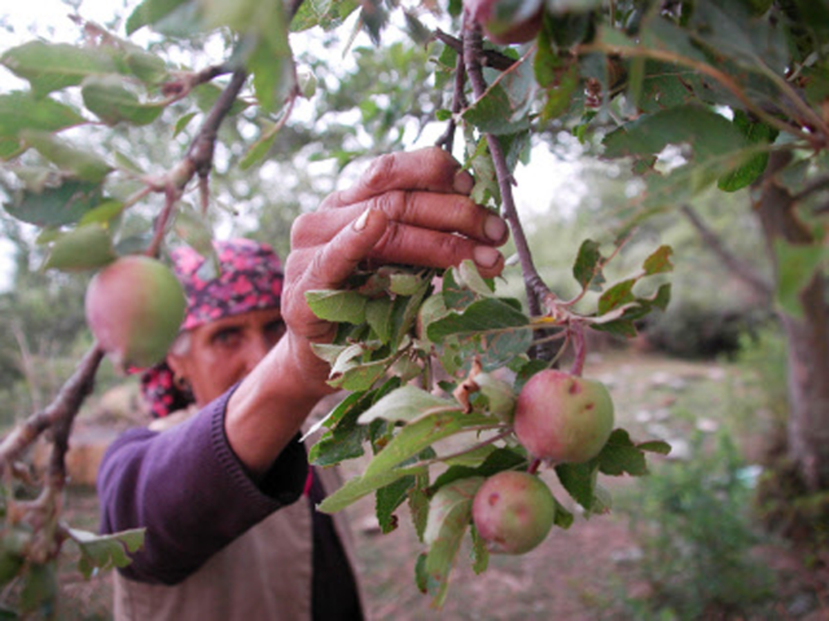 Apple Cultivation Supports Over 1 7 Lakh Families Himachal Pradesh Government The Economic Times