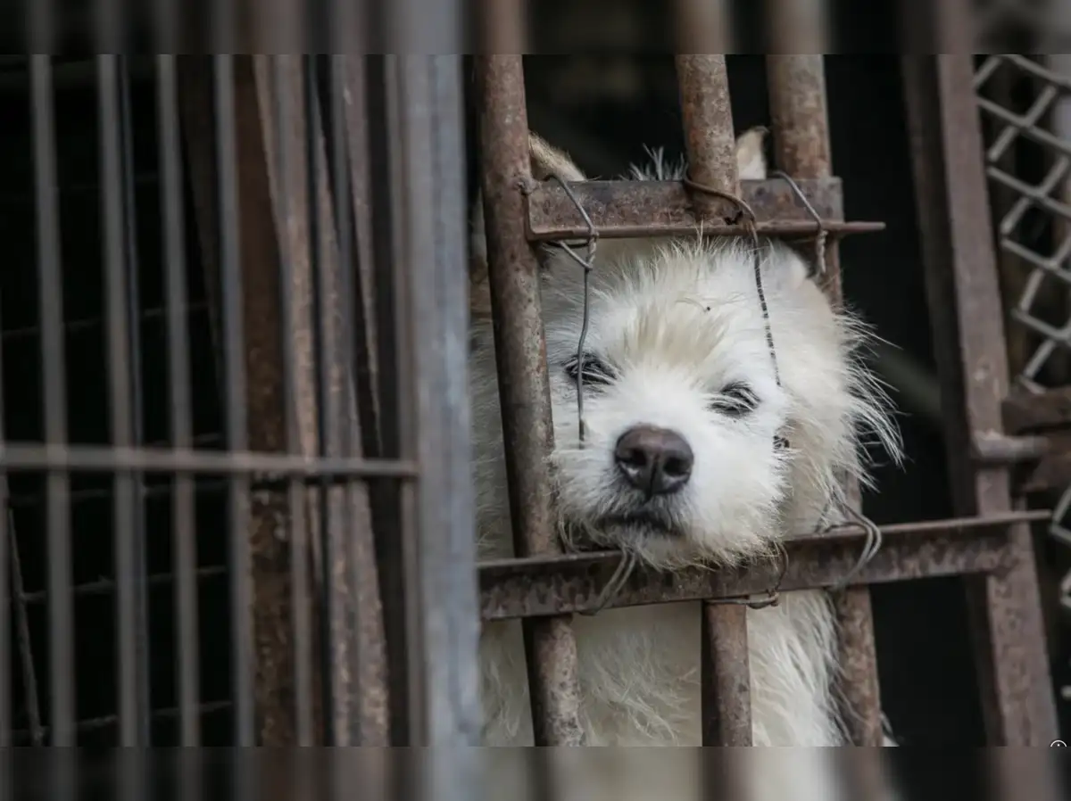 What Happens to the Dogs After South Korea Bans Dog Meat? 3 South Korea's dog meat ban: The fate of half a million dogs - The Economic Times