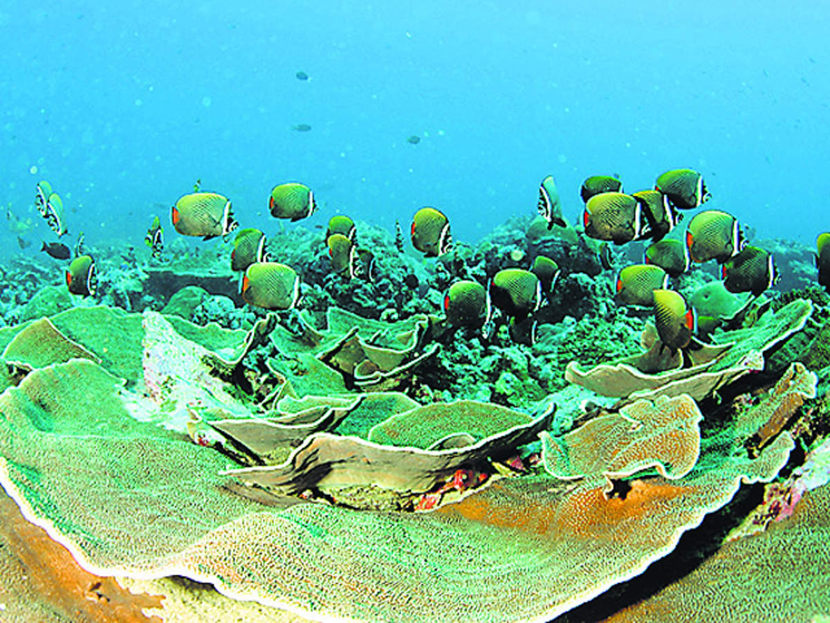 Go underwater to witness a rich marine life of Andaman and Nicobar - The  Economic Times