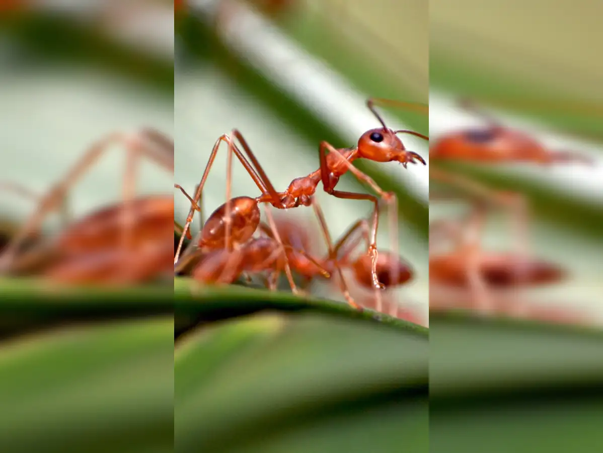 US faces rising threat of ant invasions amid weak enforcement - The  Economic Times