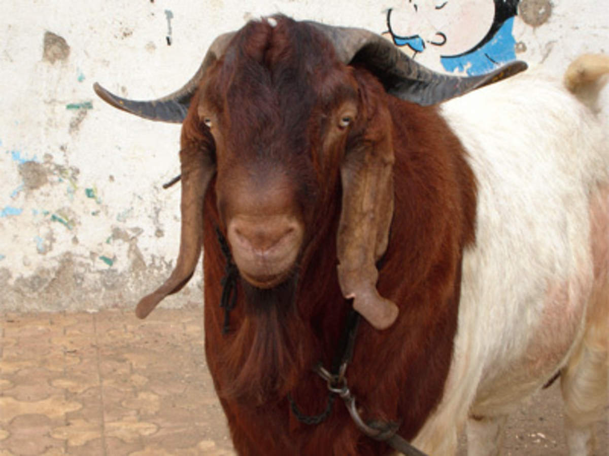 Premium variety Boer goats are sold online for up to Rs 90,000 - The  Economic Times