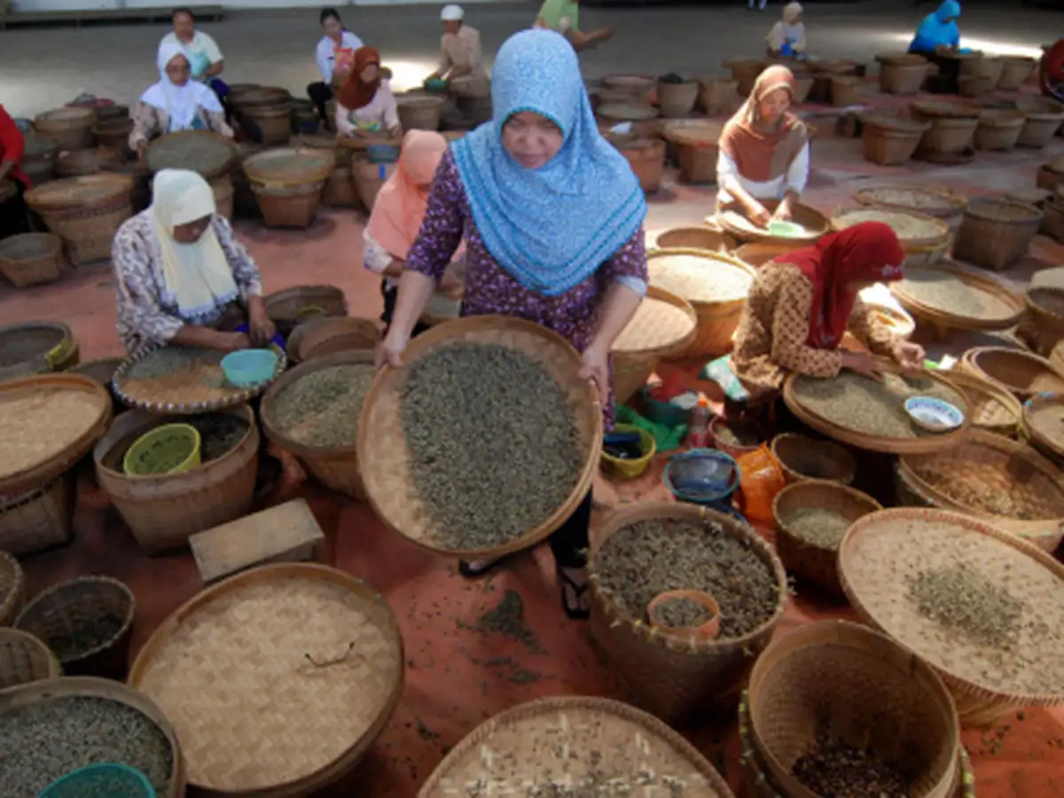 hopes for india robusta coffee exports