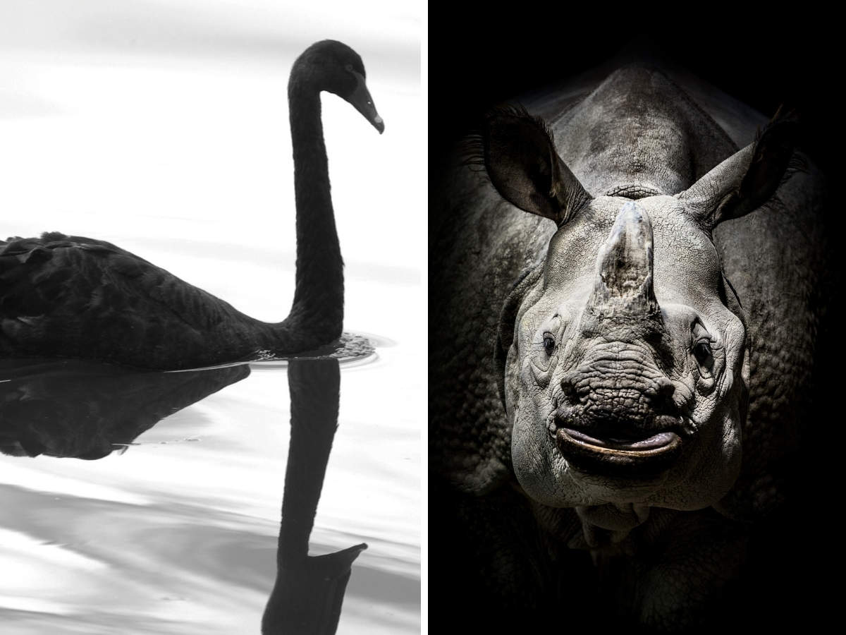 Grey Rhino: Blame a black swan or a grey rhino: Why animals are used as  similes for unfortunate events caused by humans - The Economic Times