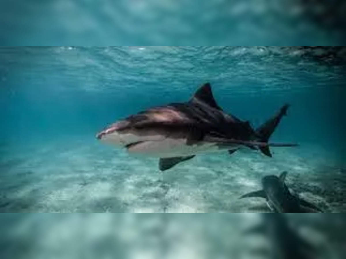 Shark bites reported in the Bahamas and Florida