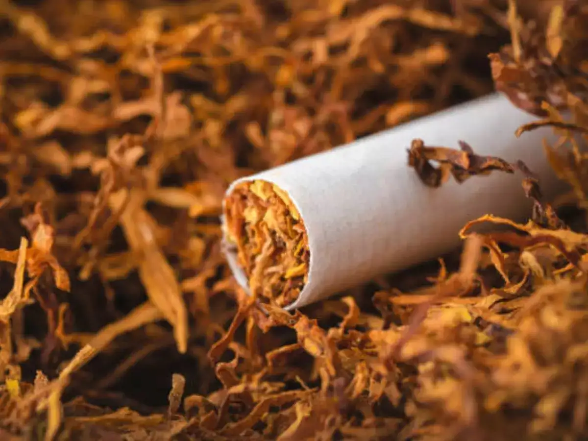 tobacco production statistics Out with Tobacco and in with Sweet Potato