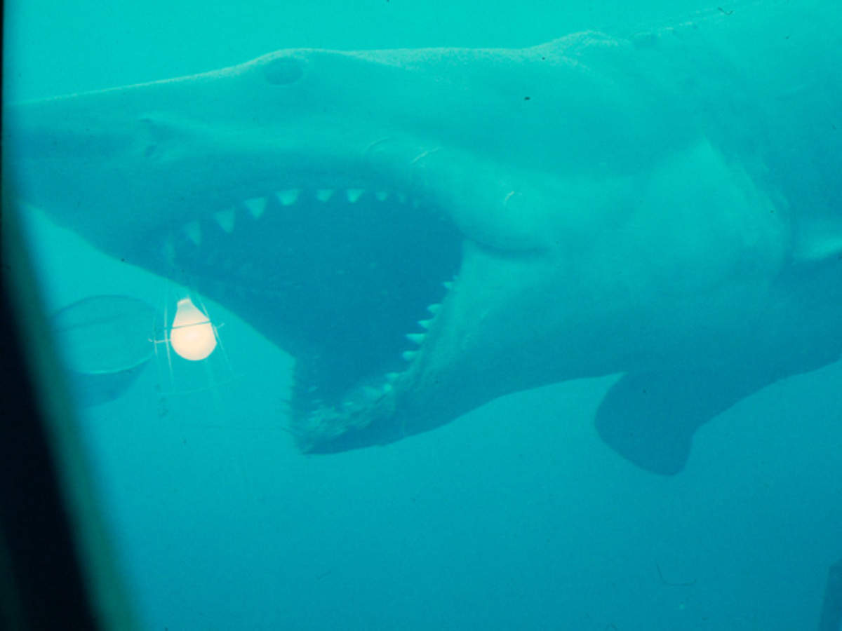 https://img.etimg.com/thumb/width-1200,height-900,imgsize-60254,resizemode-75,msid-50381979/news/science/new-glow-in-the-dark-ninja-shark-species-discovered.jpg