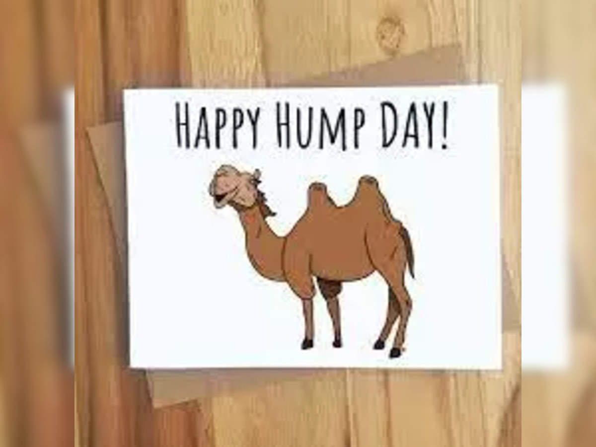 hump day: Why is Wednesday called Hump day; All you need to know - The  Economic Times