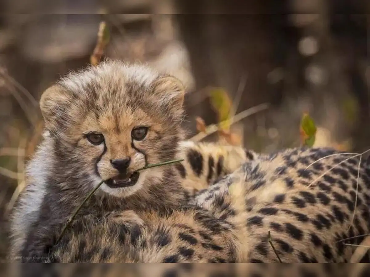 Cheetahs