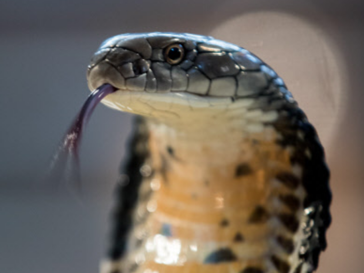 Statutory warning: Don't eat snakes - The Economic Times