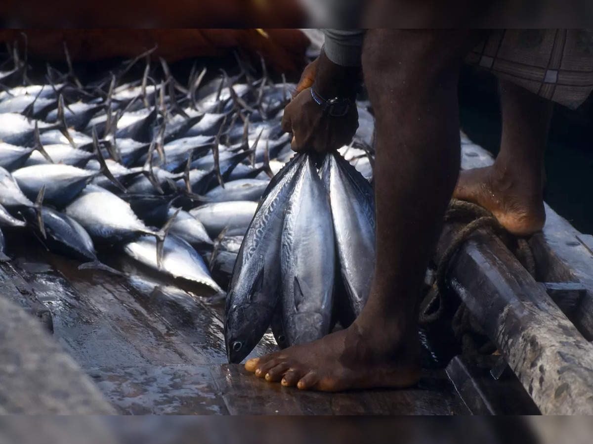 Interim Budget 2024: Fishery announcements could help generate more  employment, say industry stakeholders - The Economic Times