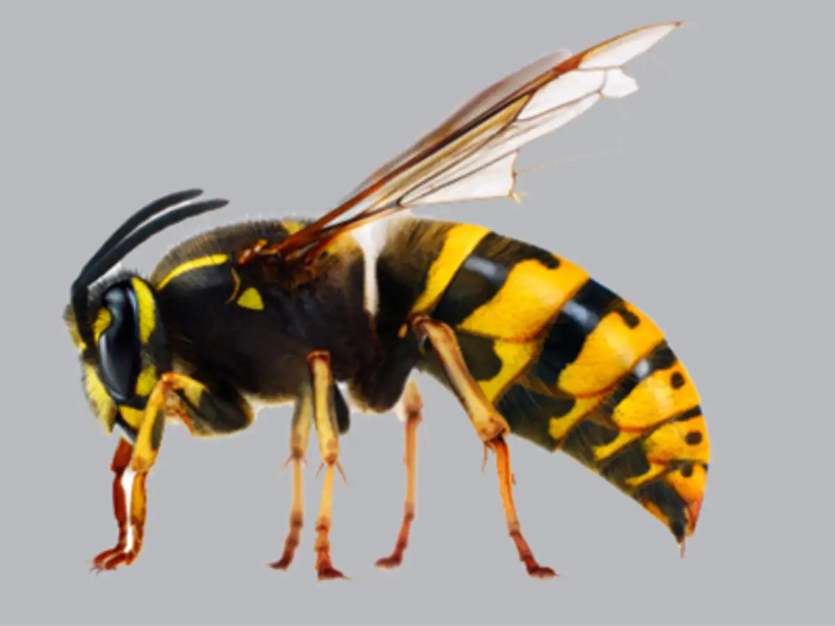 World is unlikely to rally behind a UN proposal to add insects to the ...