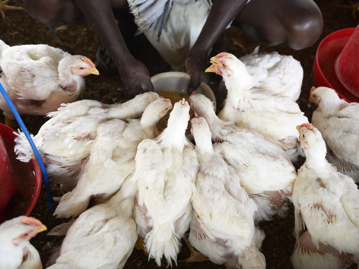 Download Coronavirus Impact On Poultry Chicken Prices Fall Poultry Industry Affected