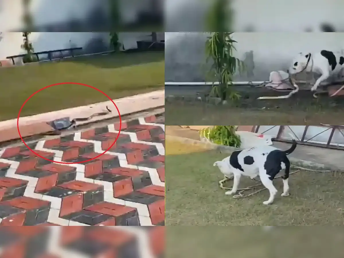 Katta kokrak bilan porno kanizalar