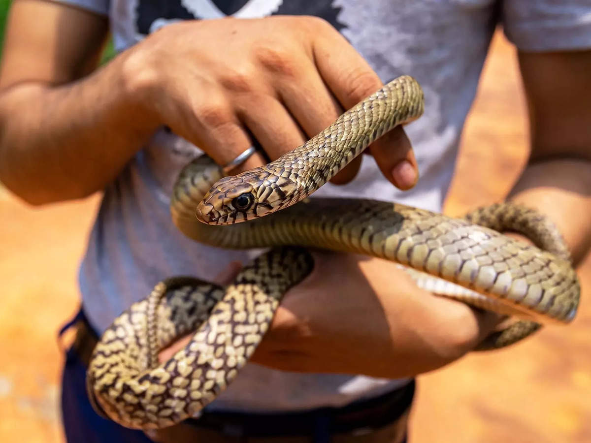 Cobra: Snake catcher in Rajasthan dies within minutes after being bitten by a cobra - The Economic Times