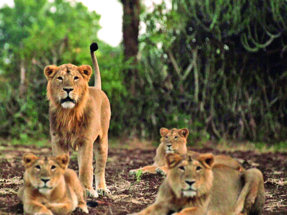 Special Rs 350-cr package for conservation of Gir lions: Minister - The  Economic Times
