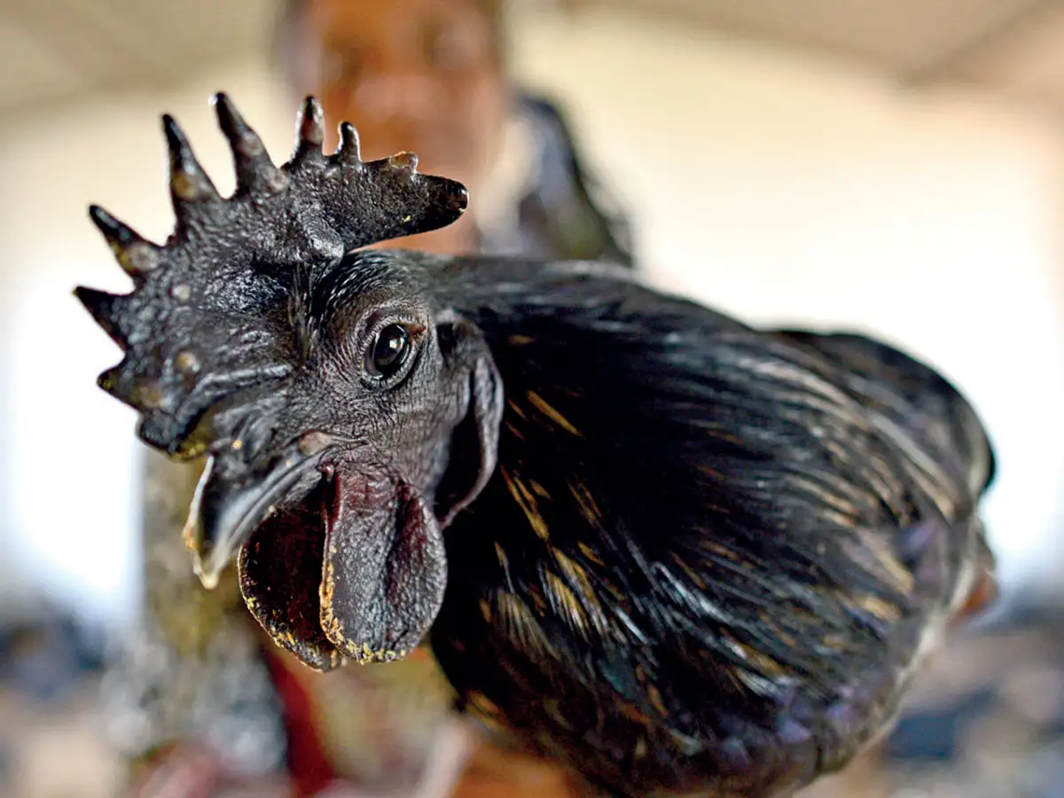 photo Kadaknath Chicken Meat Price In Kolkata kadaknath now served with a dash of