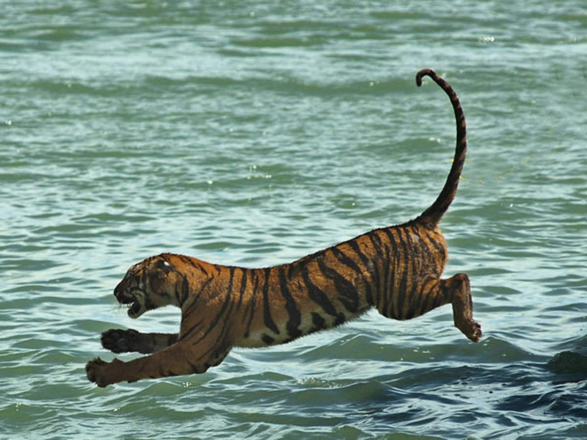 Man-animal conflict to rise in Sunderbans : study - The Economic Times