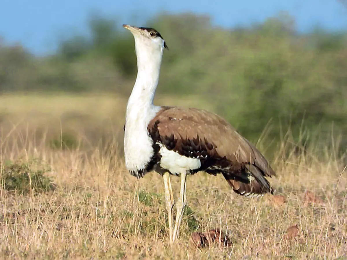 great indian bustard: The Great Indian Bustard: Once in the race to become  national bird, now struggling for existence - The Economic Times