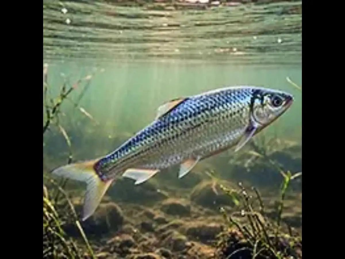 Machhli ado about the return of Hilsa