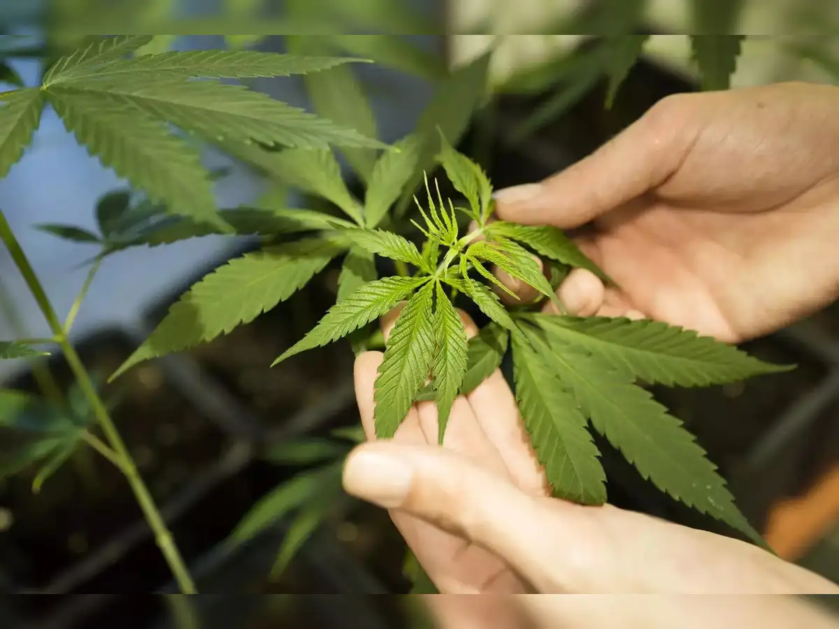 Germany gives controversial green light to cannabis - The Economic 